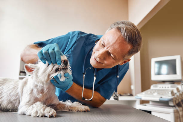 Best Pediatric Emergency Dentist in Lake Como, NJ